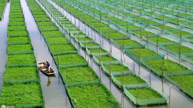 果蔬配送中心标准化建设：从粗放运营到系统管控