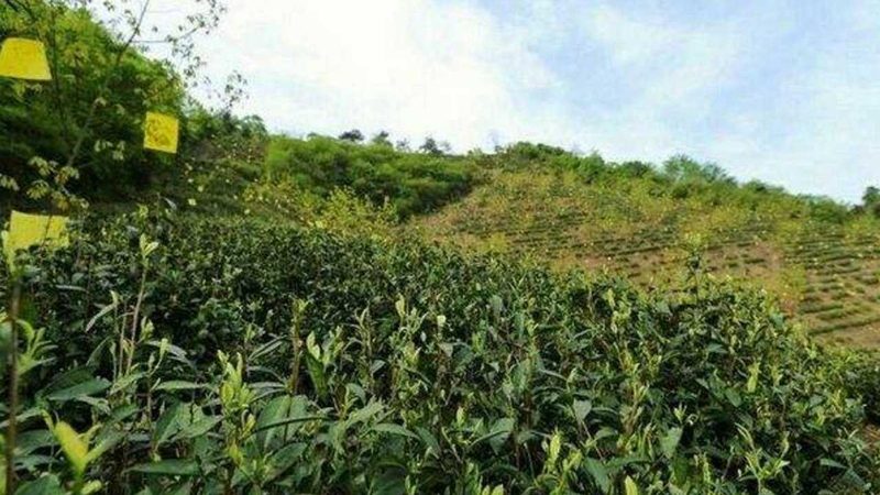 广东粮食种植厂家直销，适合哪些作物？**