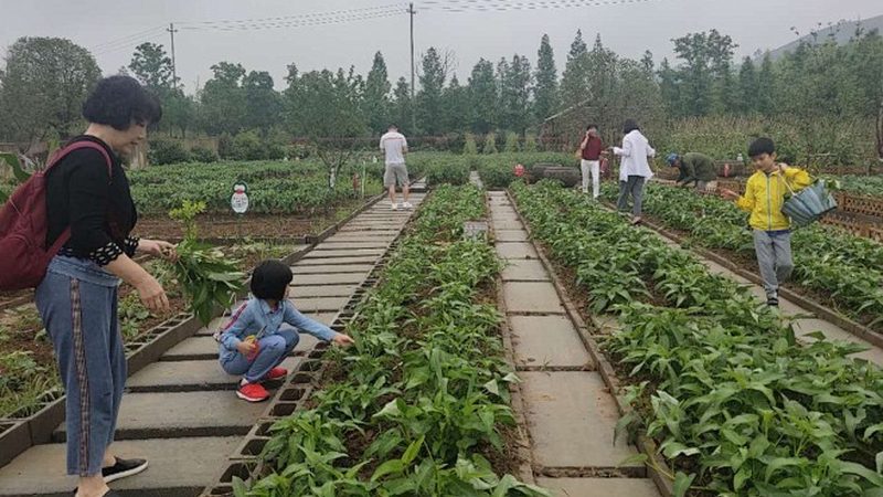 小型农业项目推荐 代理