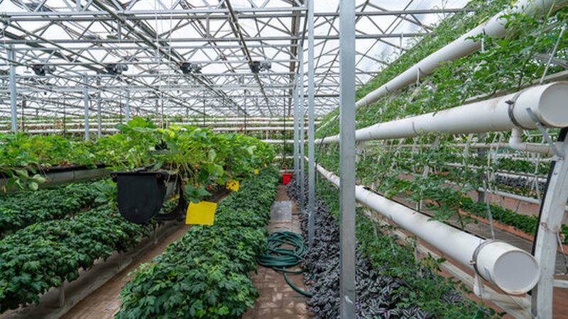 农资经营许可证视频教程背后的三个实操真相