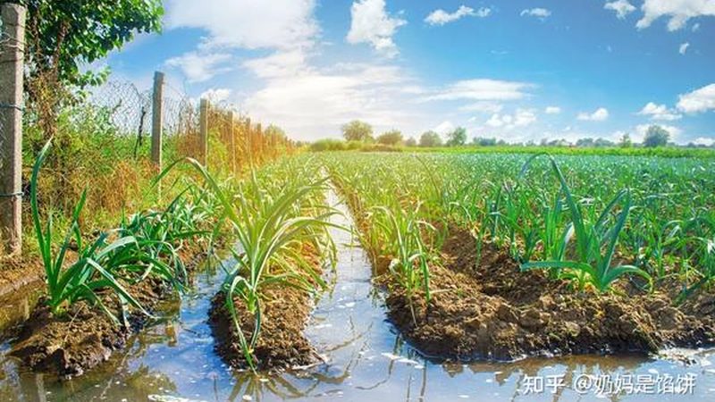 果蔬冷链物流哪家好？揭秘冷链物流的关键要素